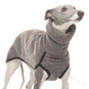 Pull chaud pour Whippet gris 1 Pull chaud pour Whippet gris 1