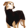 Pull chaud pour Whippet noir Pull chaud pour Whippet noir