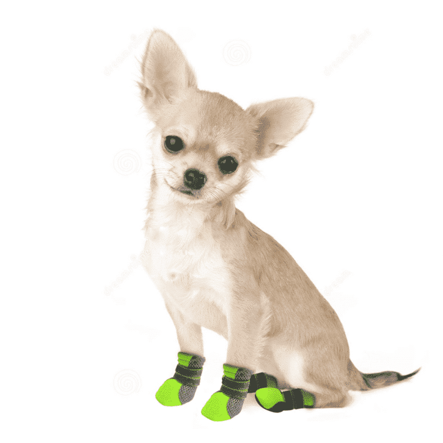 Botte Chihuahua