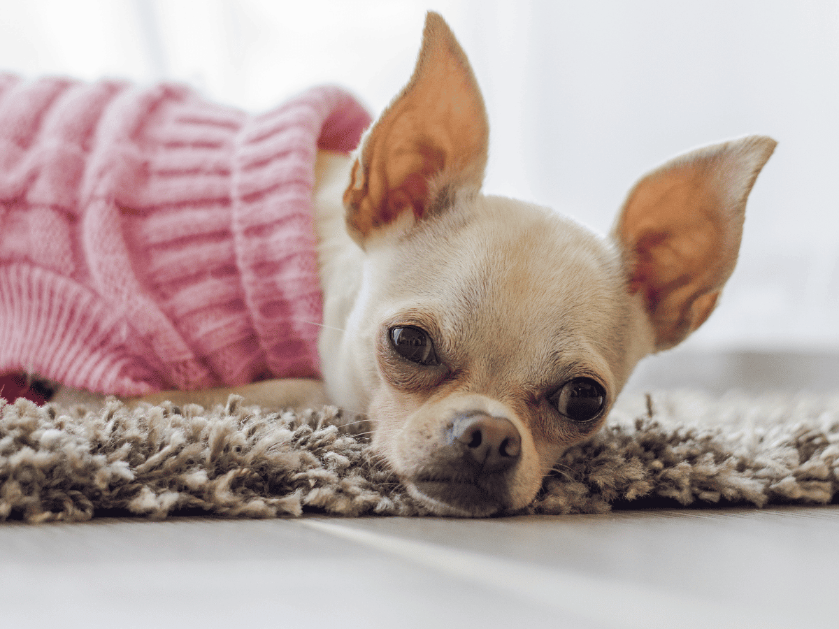 Un Petit Chihuahua Chien Est Assis Au Fond Du Tambour Ouvert D'une