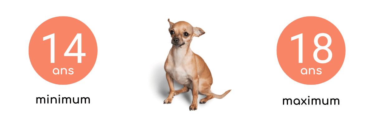 Tout savoir sur le Chihuahua