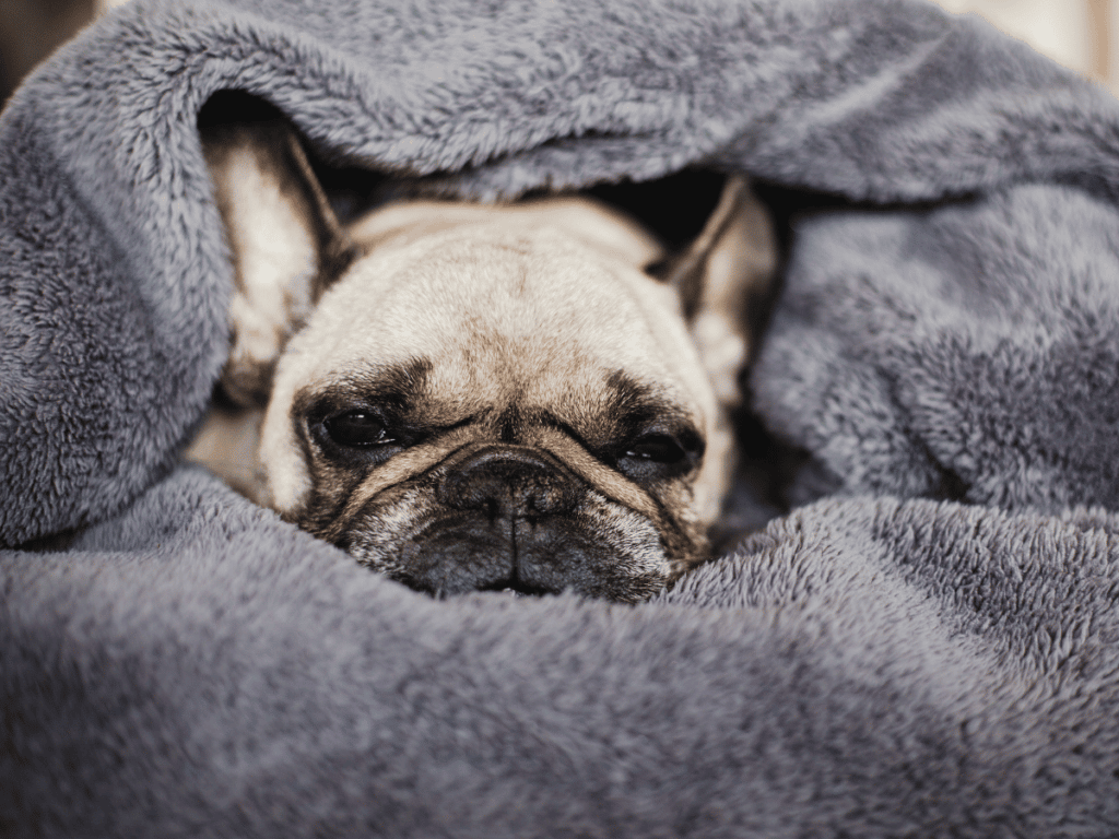 Comment choisir une couverture anti odeur pour chien ?