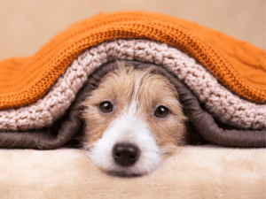 Comment choisir une couverture anti odeur pour chien ?