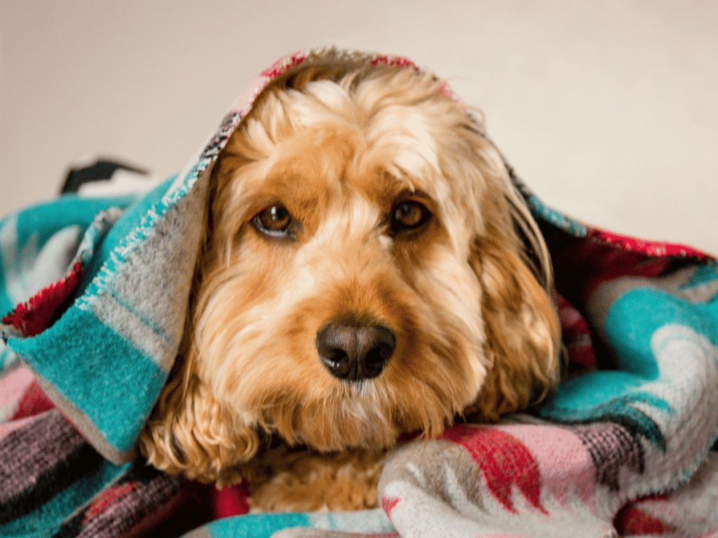 Quels sont les meilleurs couvertures pour chien ?