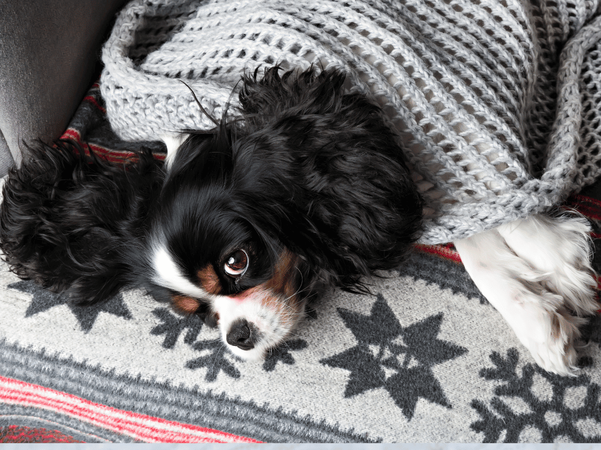 Comment choisir une couverture anti poil pour chien