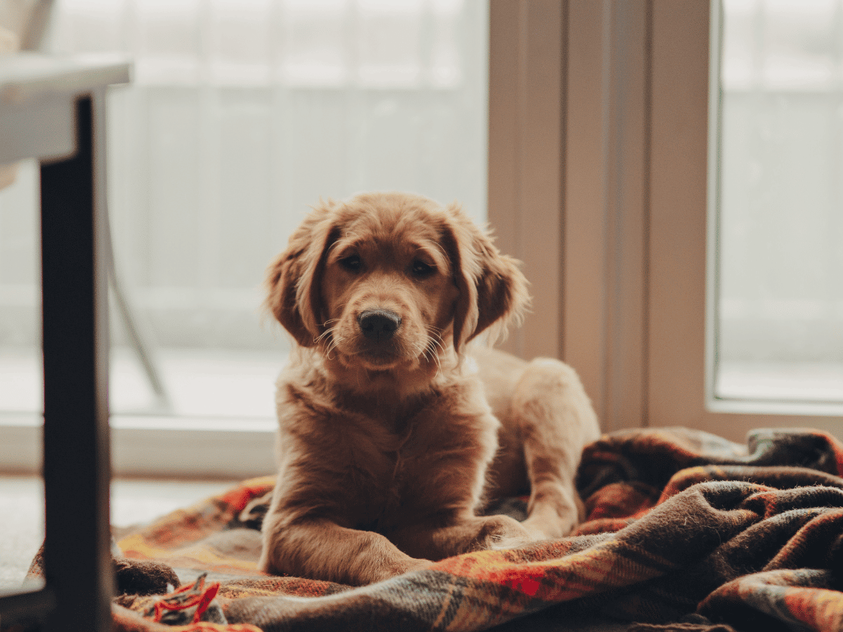 Comment choisir une couverture anti poil pour chien