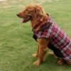 manteau reversible grand chien 5 manteau reversible grand chien 5