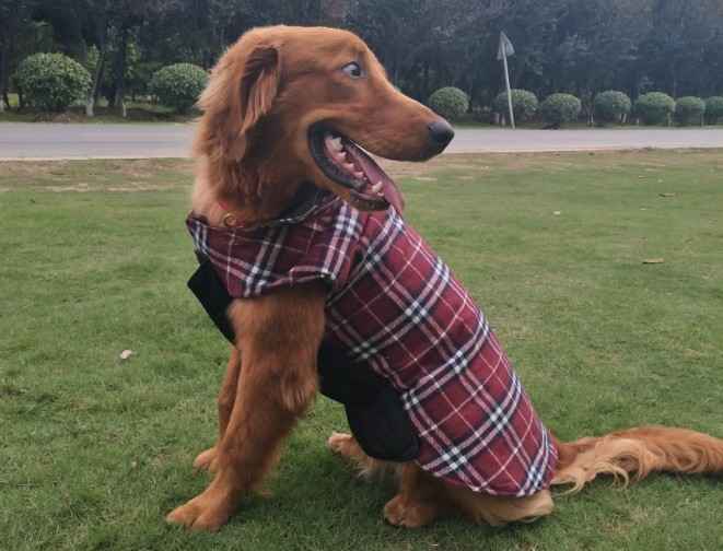 Manteau reversible pour grand chien