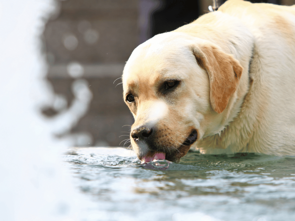 Pourquoi mettre une fontaine à eau pour chien ?