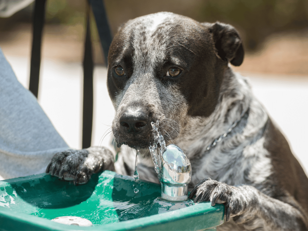 Quelle fontaine à eau pour chien choisir ?