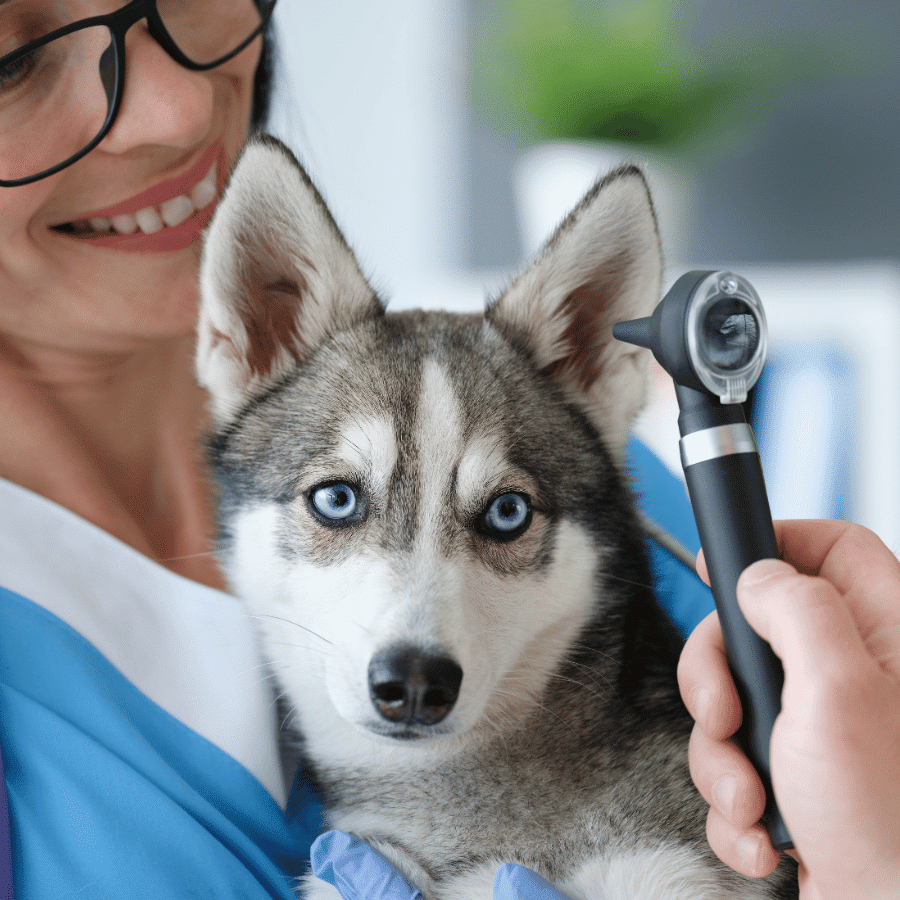 Matériel médical pour chien