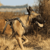 malinois avec harnais truelove vert arme poignee malinois avec harnais truelove vert arme poignee
