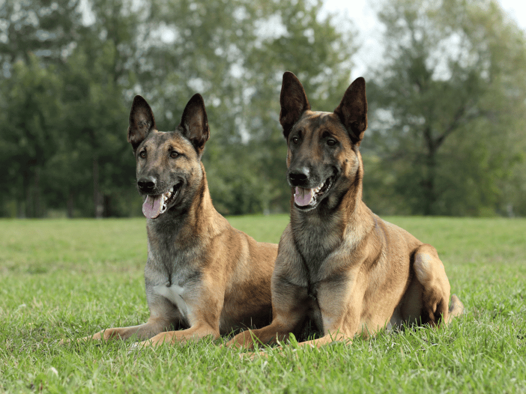 Tout savoir sur le Malinois