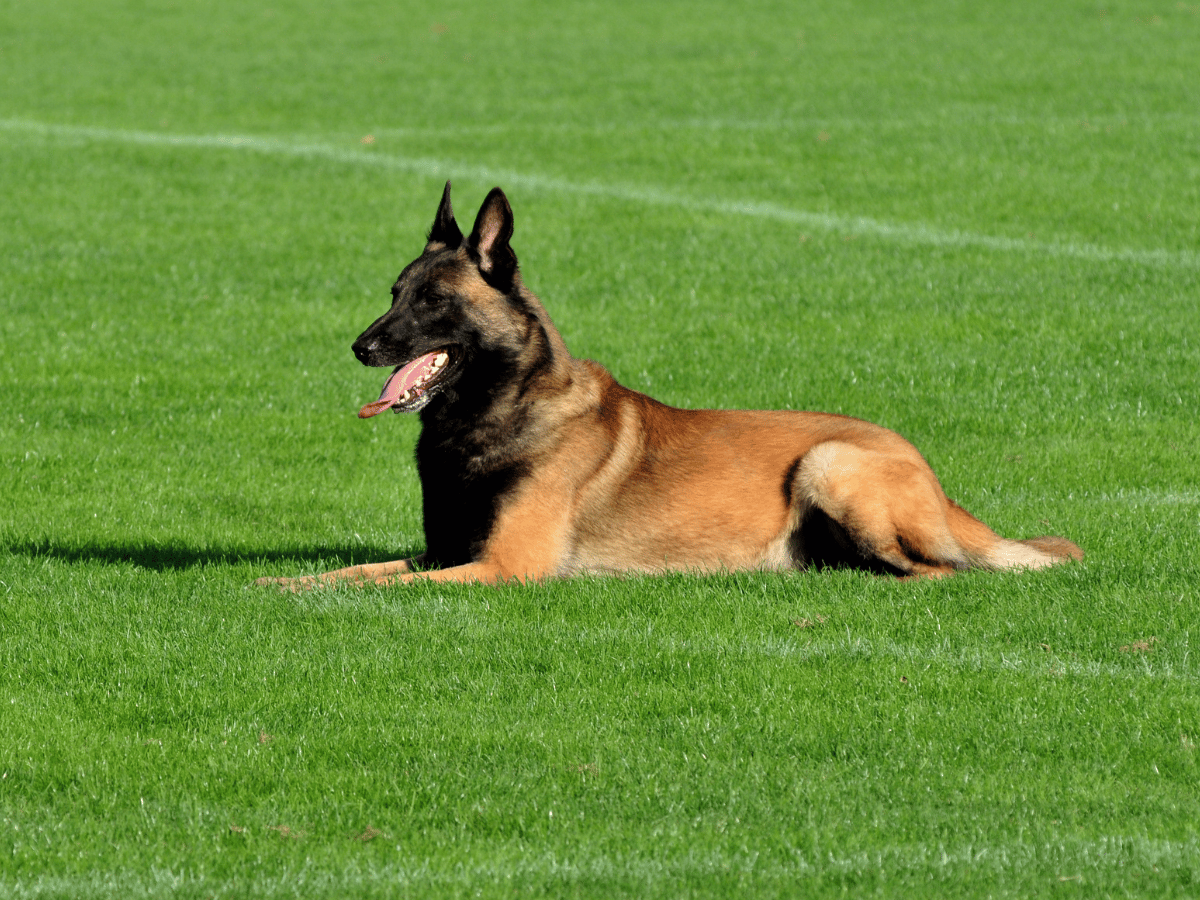 Malinois : chien policier Belge  Tempérament, soins, longévité