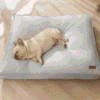 coussin anti poils impermeable chien dehoussable 1 coussin anti poils impermeable chien dehoussable 1