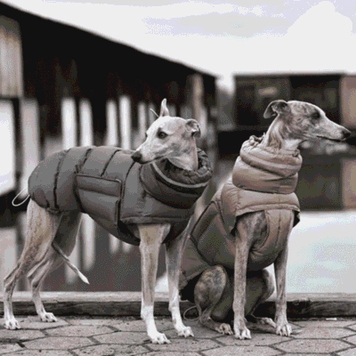 Manteau chaud et imperméable pour Whippet Manteau chaud et imperméable pour Whippet