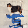 berger australien sur table toilettage chien plateau evolutech chassis electrique bleu 100x60 1 berger australien sur table toilettage chien plateau evolutech chassis electrique bleu 100x60 1