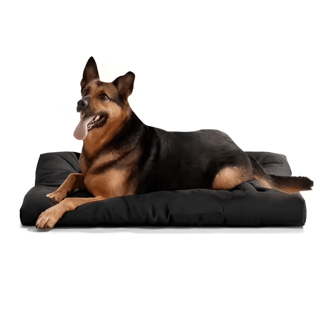 coussin indestructible lavable noir chien