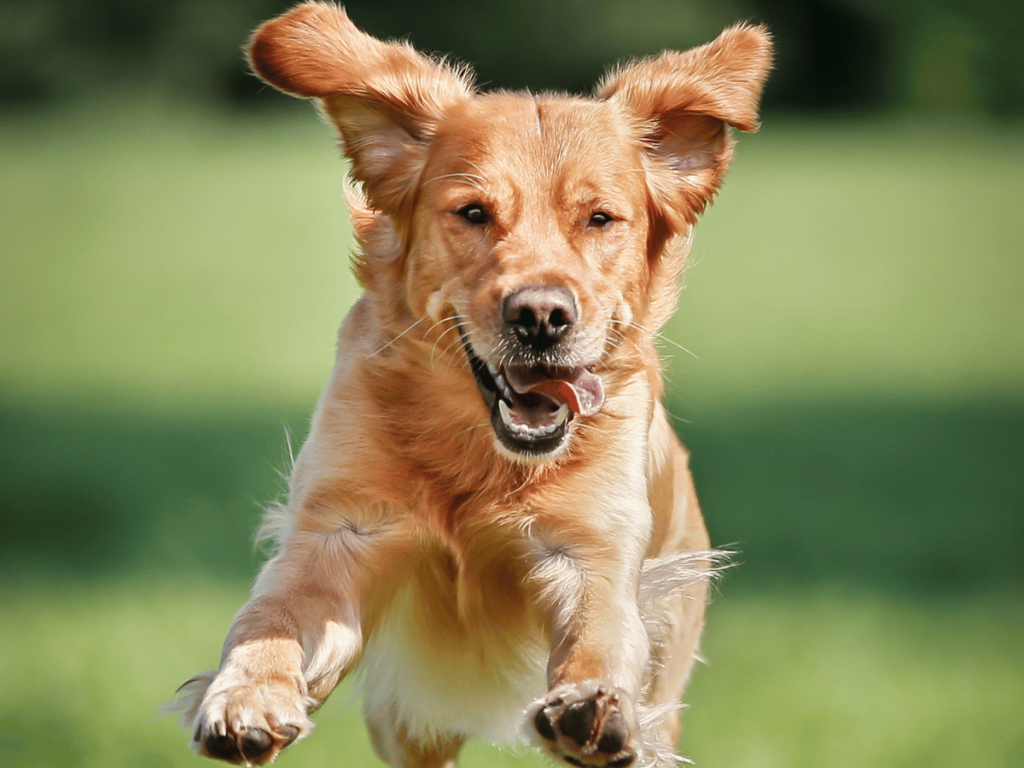 Comment calmer un Golden Retriever ?