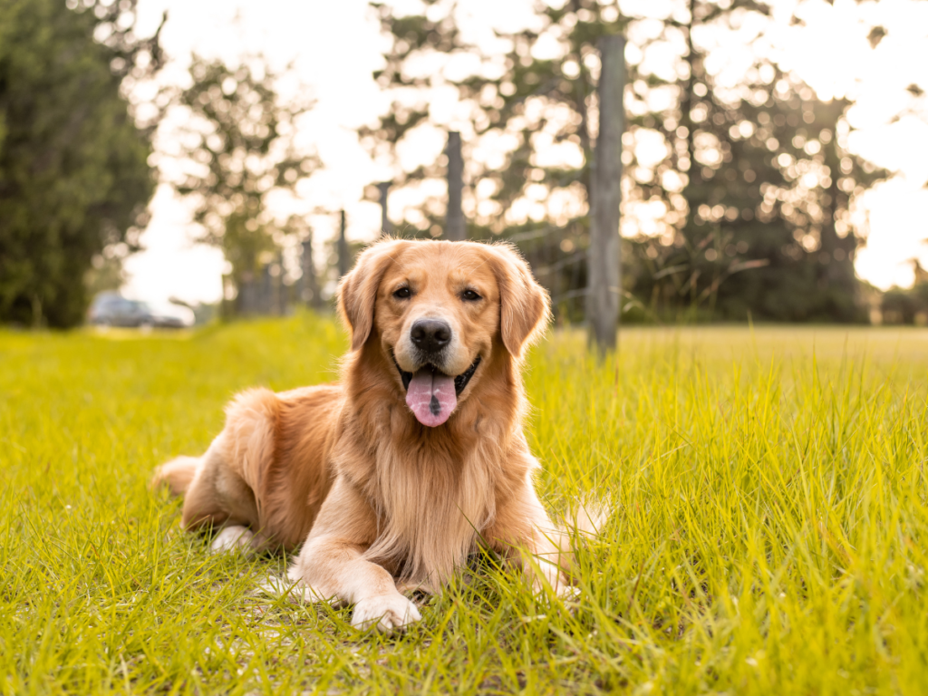 Les 9 races de chien les plus populaires en France