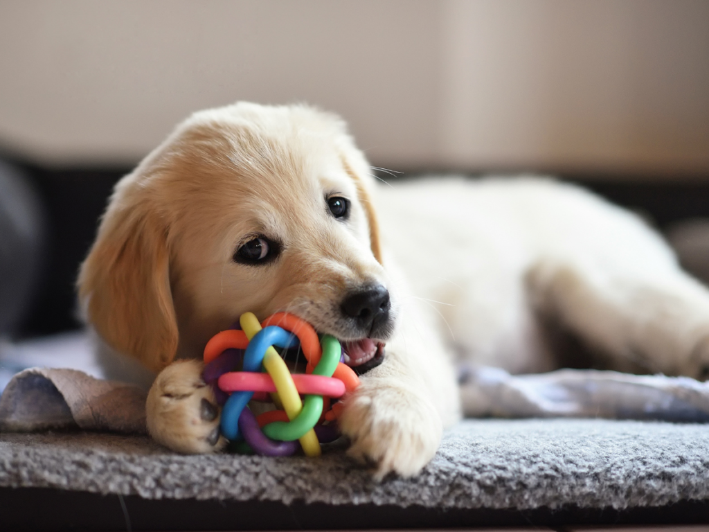 Comment calmer un Golden Retriever ?