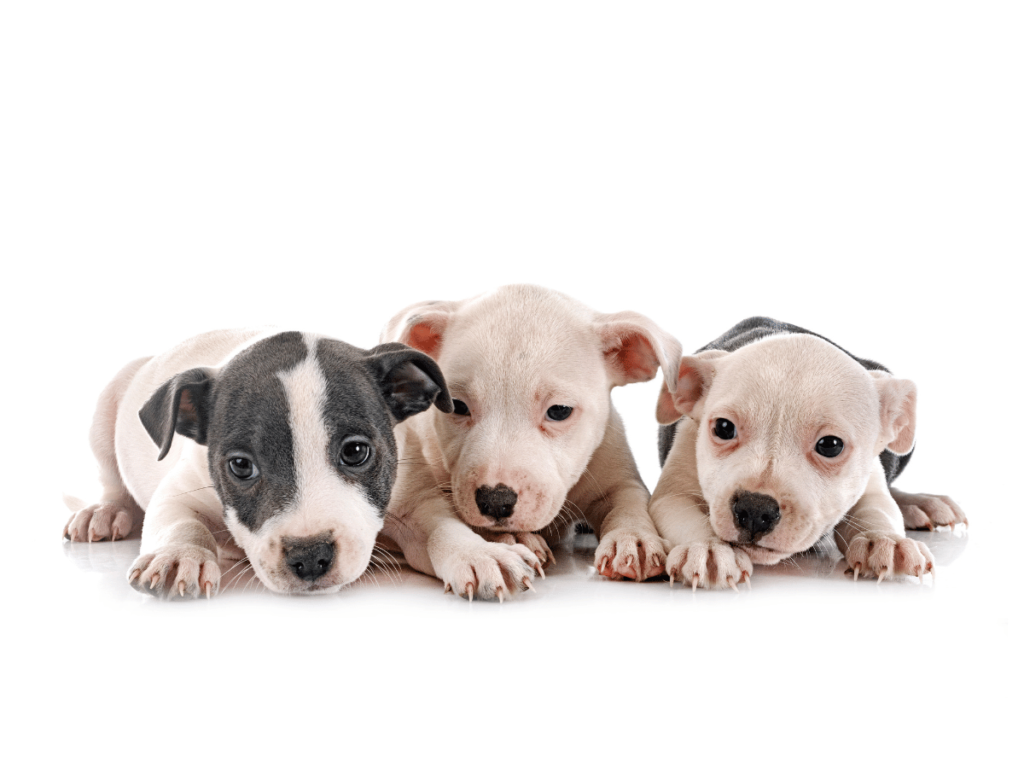 Pourquoi prendre un Staffie ?