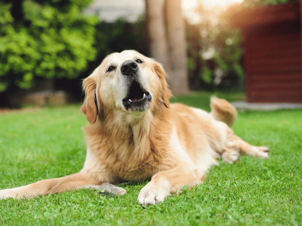 Est-ce que le Golden Retriever aboie beaucoup ?