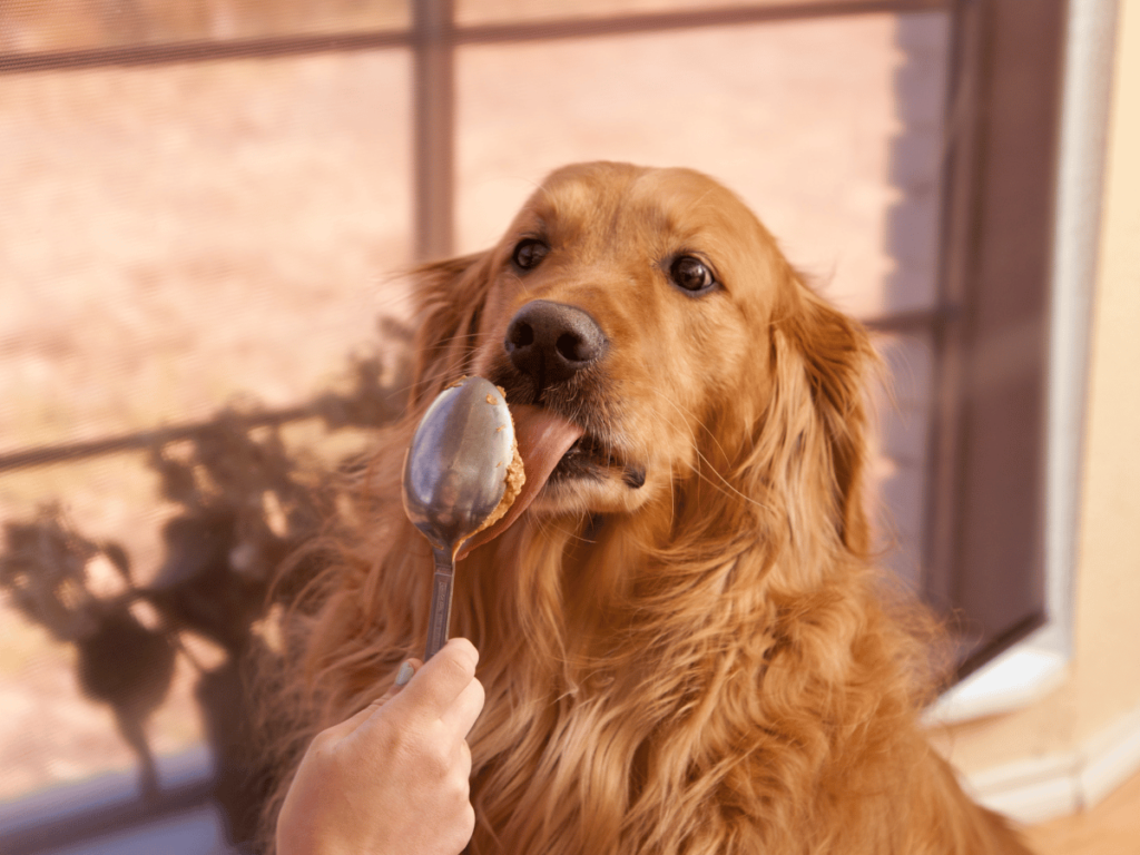 Comment vivre avec un Golden Retriever ?