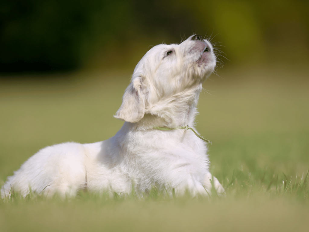 Est-ce que le Golden Retriever aboie beaucoup ?