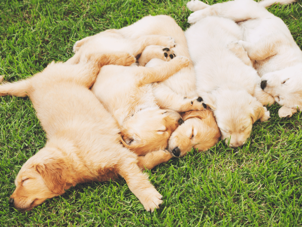 Comment vivre avec un Golden Retriever ?