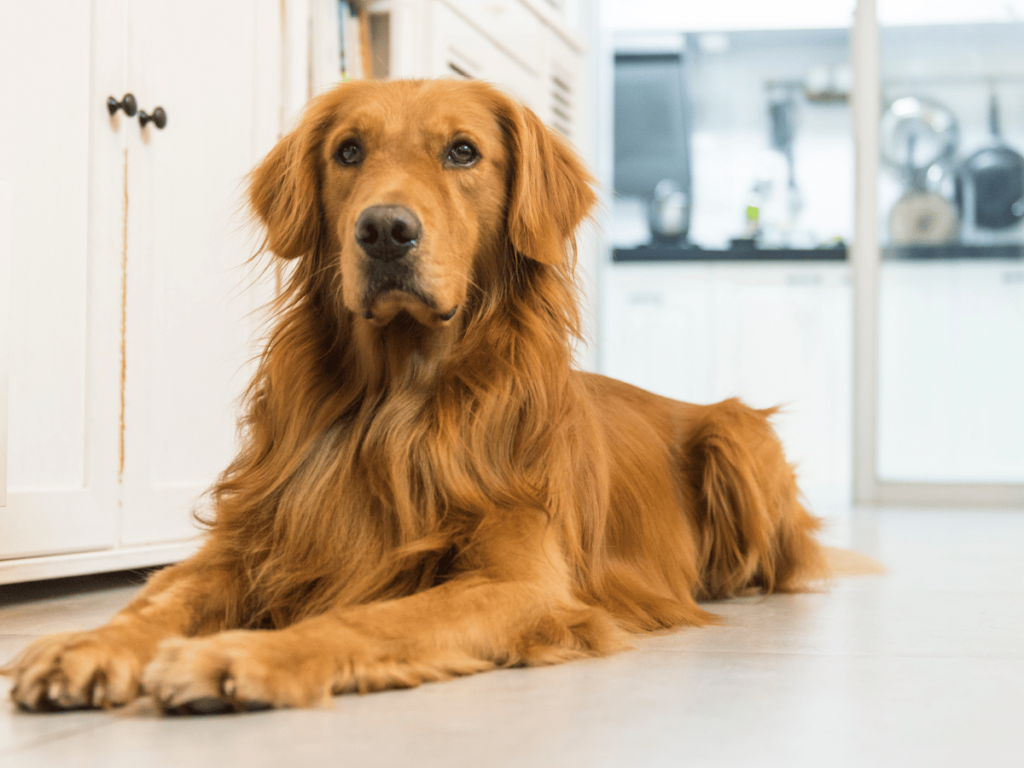 Comment calmer un Golden Retriever ?