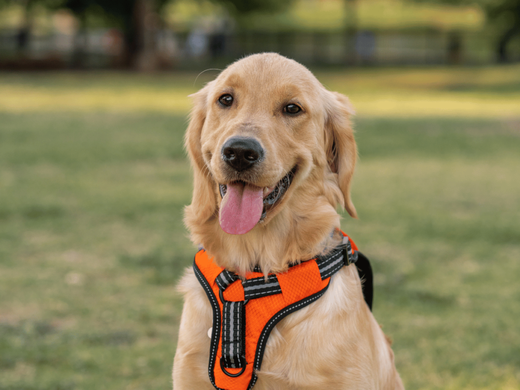 Comment calmer un Golden Retriever ?