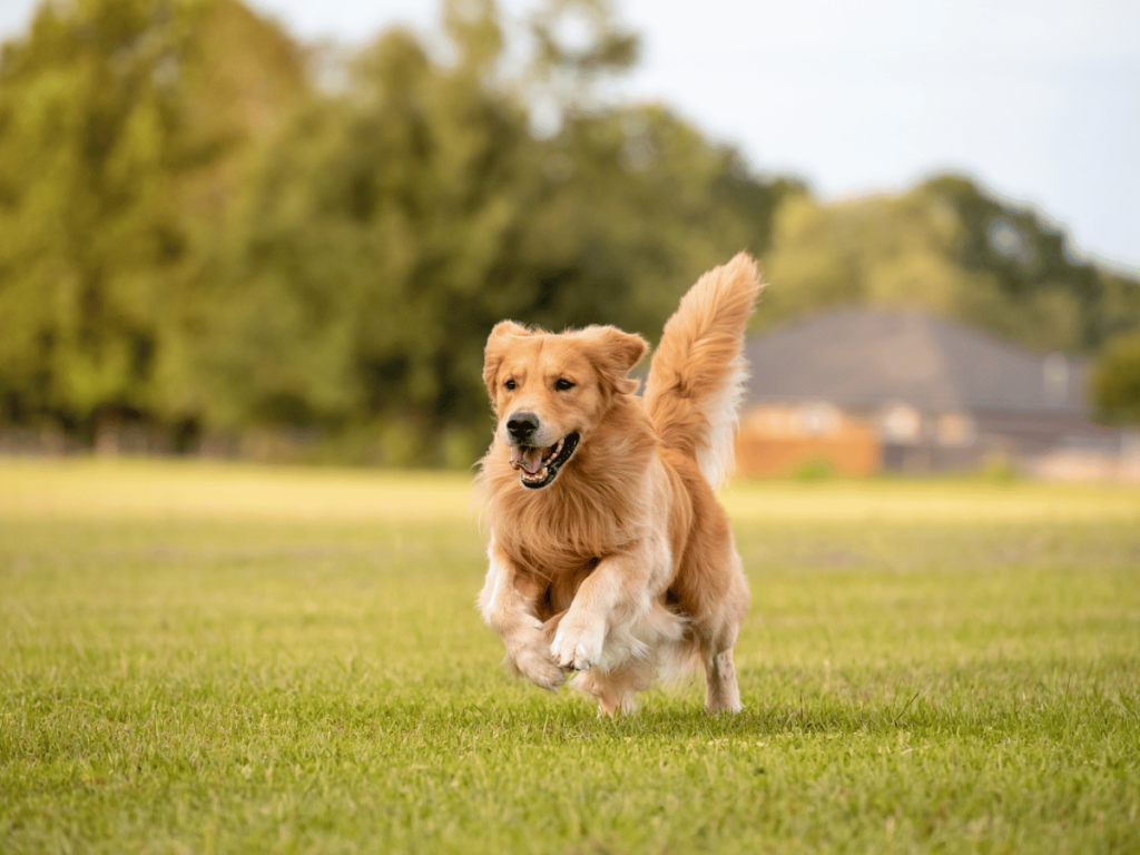 Comment calmer un Golden Retriever ?