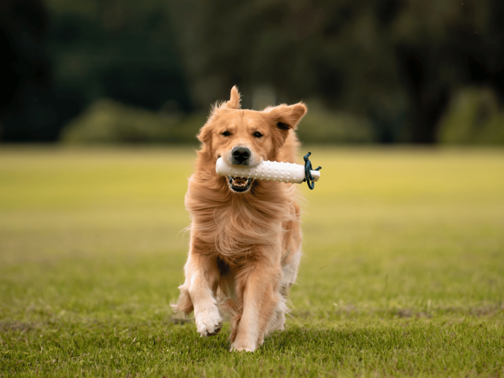 Est-ce que le Golden Retriever aboie beaucoup ?