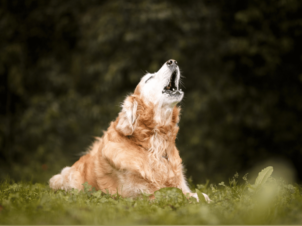 Est-ce que le Golden Retriever aboie beaucoup ?