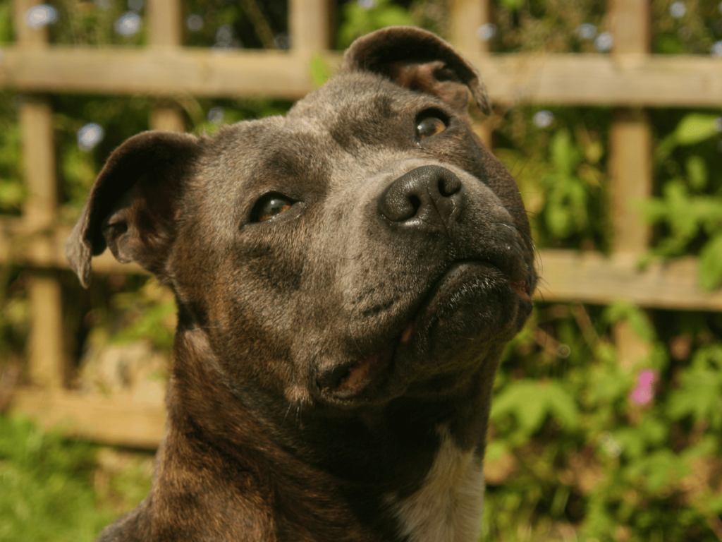 Pourquoi prendre un Staffie ?