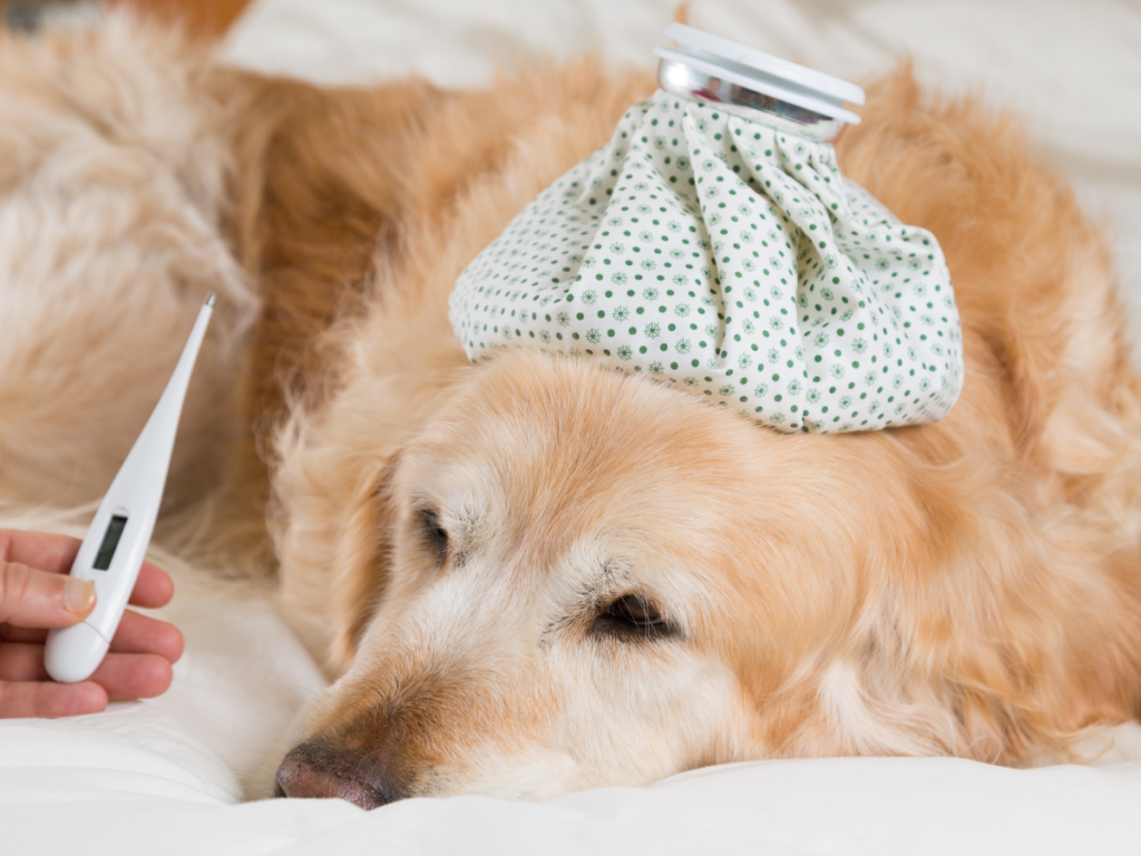 Comment vivre avec un Golden Retriever ?