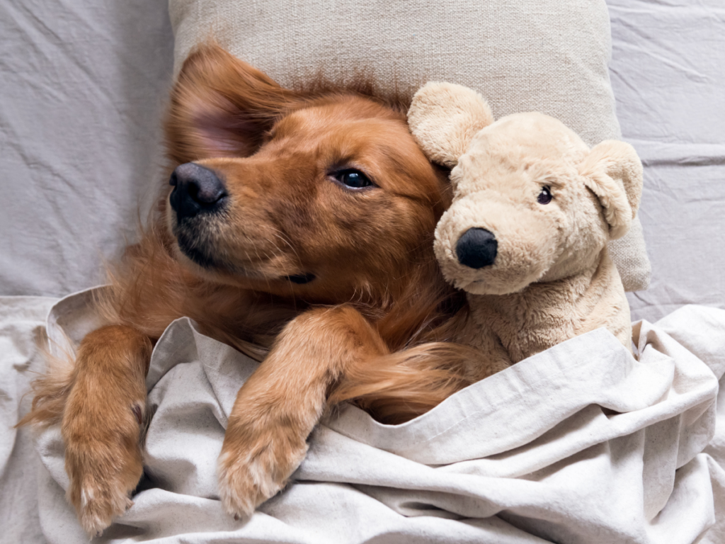 Comment calmer un Golden Retriever ?