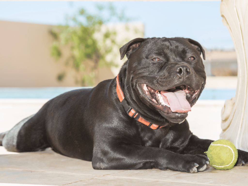 Quelle est la différence entre un staff et un Staffie ?