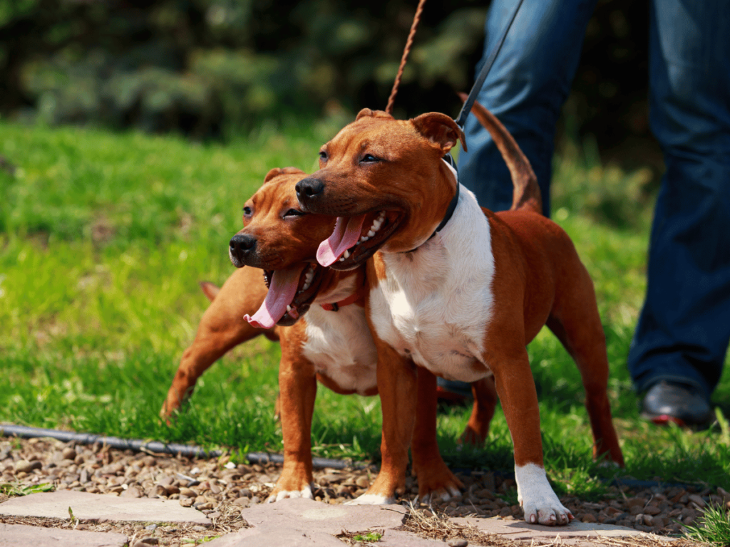 Pourquoi prendre un Staffie ?