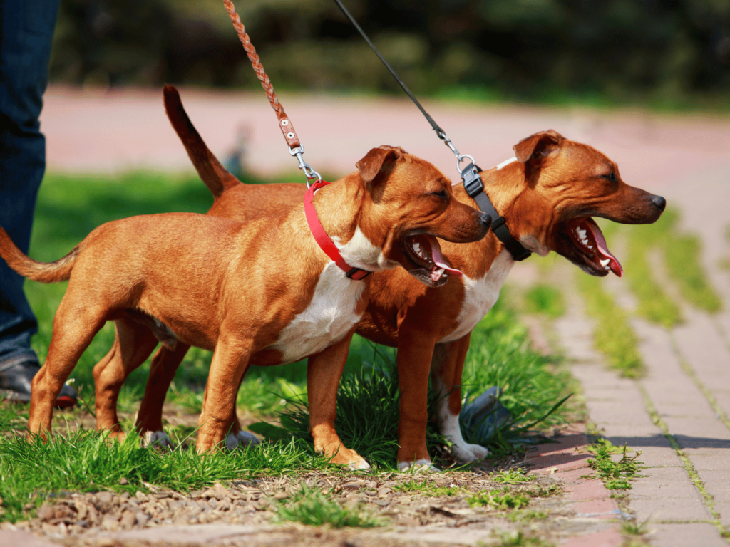 Quelle est la différence entre un staff et un Staffie ?