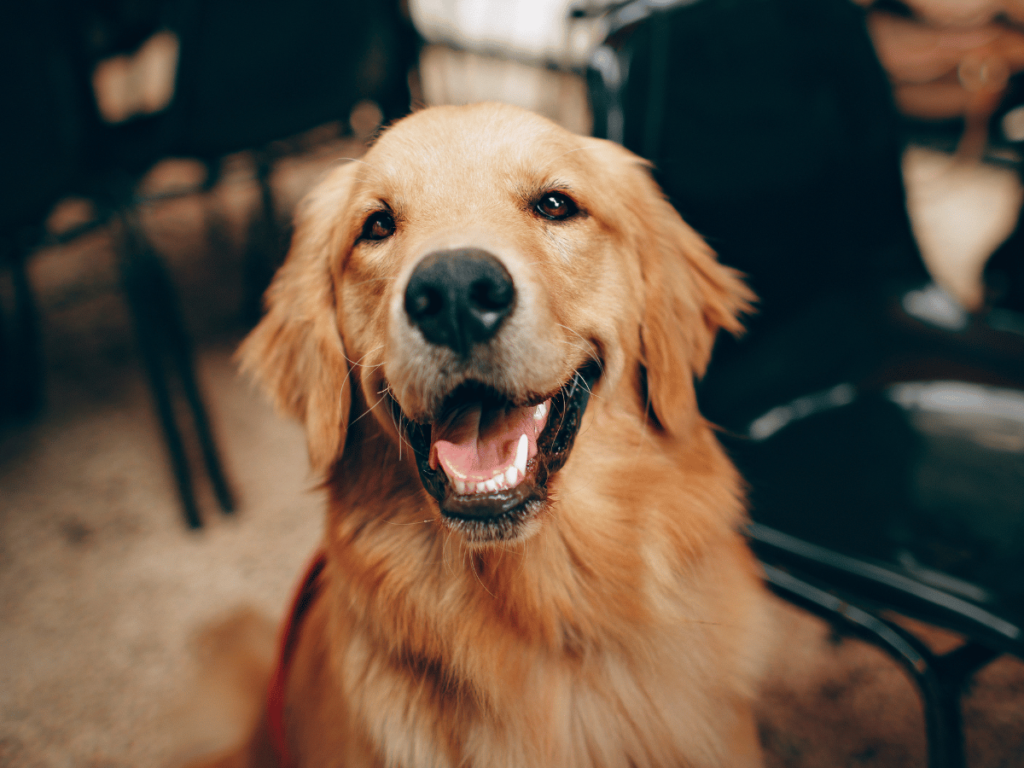 Comment vivre avec un Golden Retriever ?