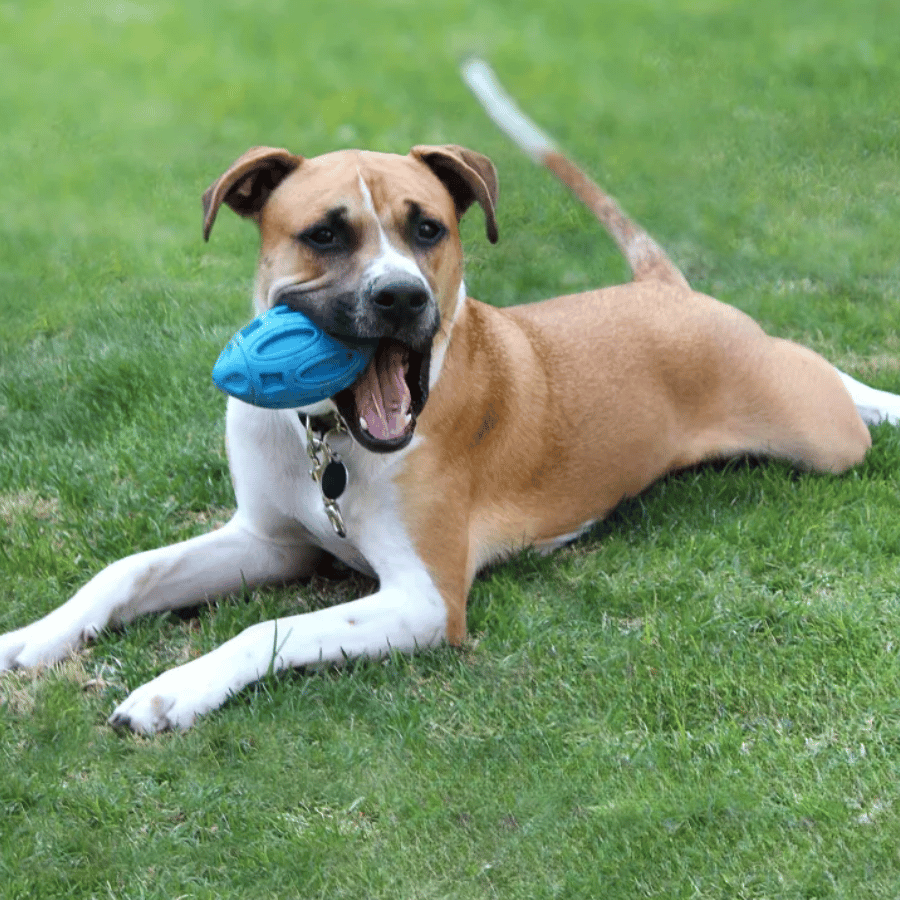 Ballon indestructible pour chien