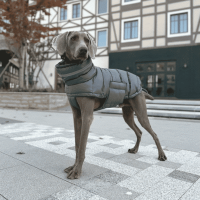 Manteau chaud et imperméable pour grand chien Manteau chaud et imperméable pour grand chien