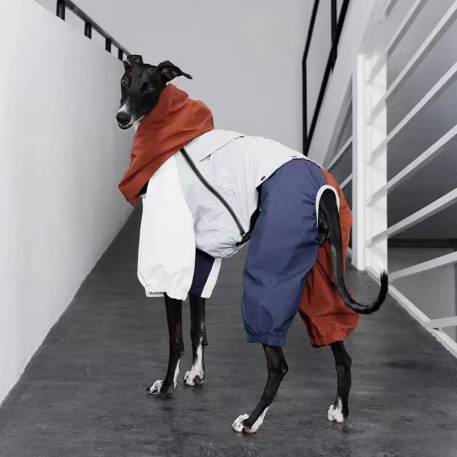 Manteau coupe-vent imperméable pour Whippet