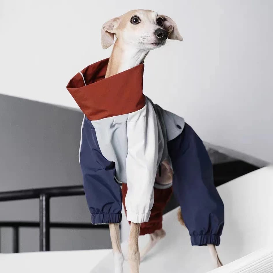 Manteau coupe-vent imperméable pour Whippet