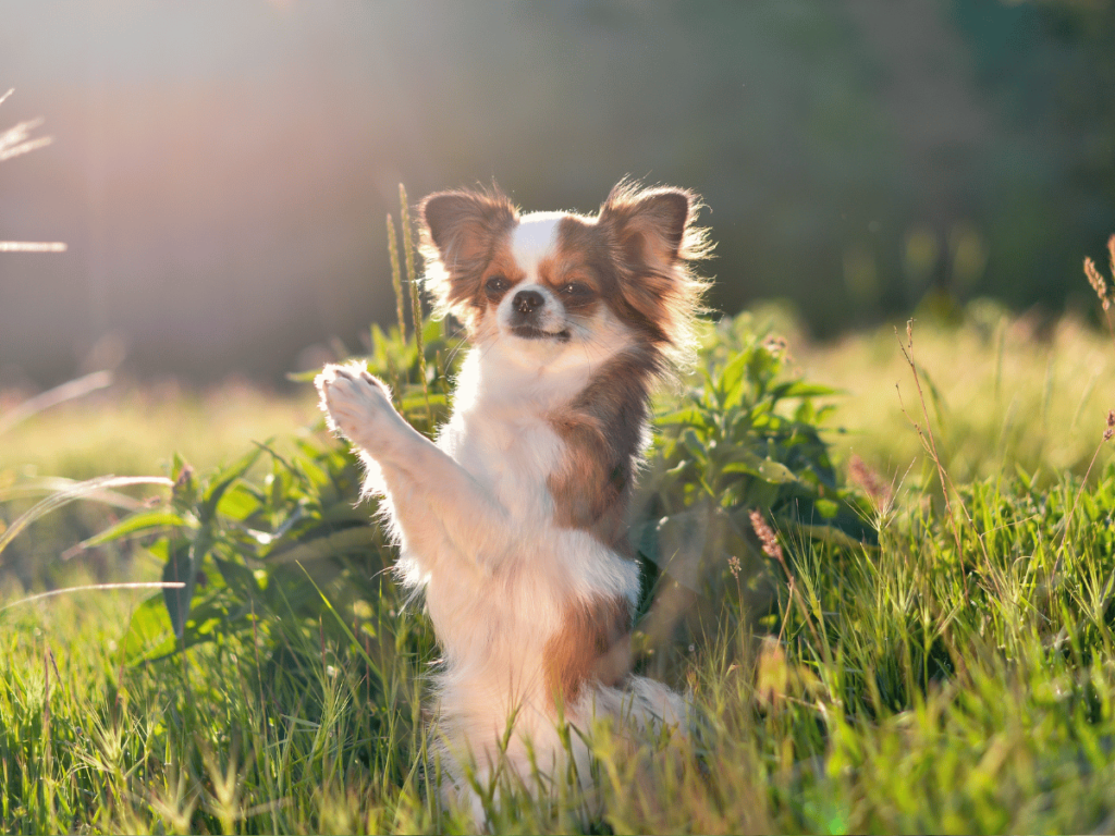 Comment faire obéir un chihuahua ?