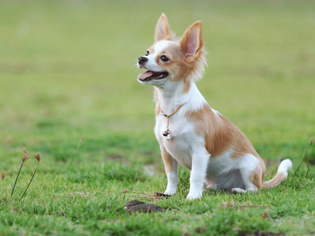 Comment faire obéir un chihuahua ?