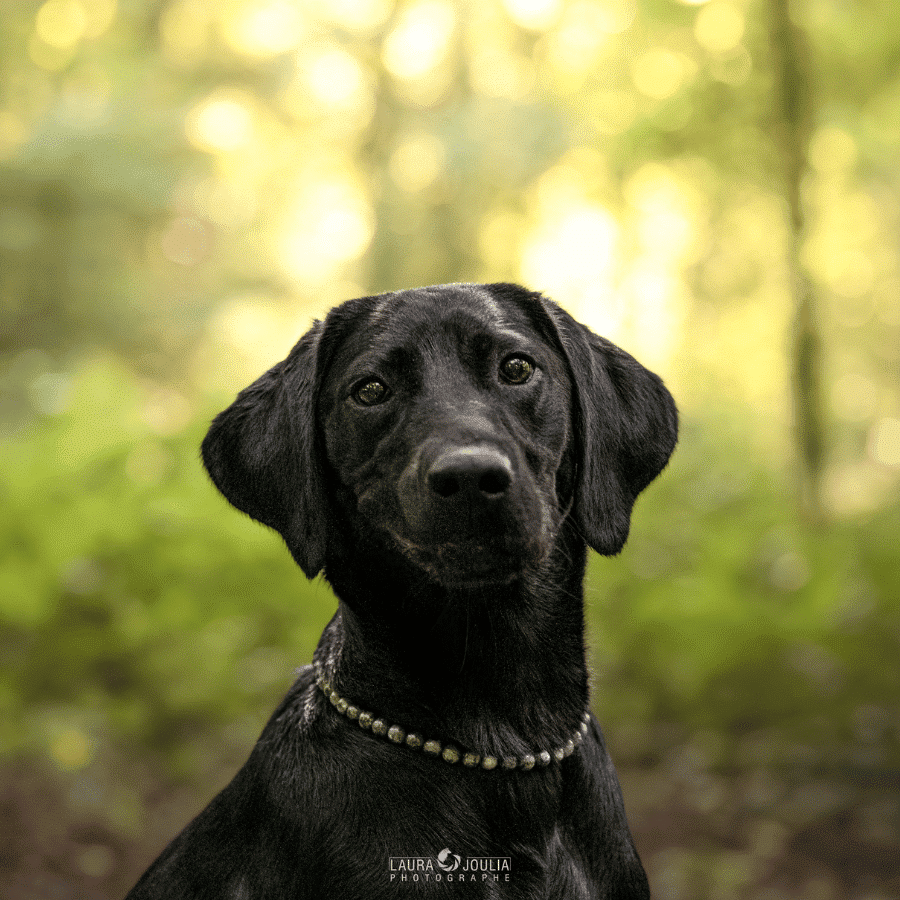 collier energetique chien bouclier labrador
