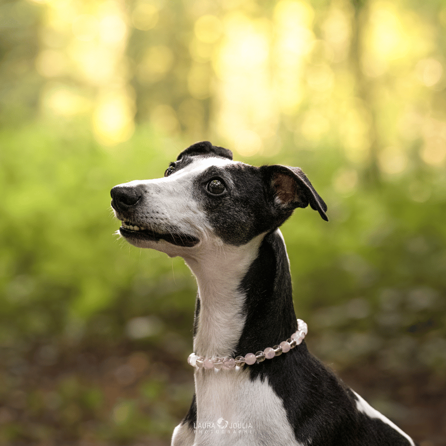 Collier Cocon pour chien – Anxiété de séparation douce & réconfort